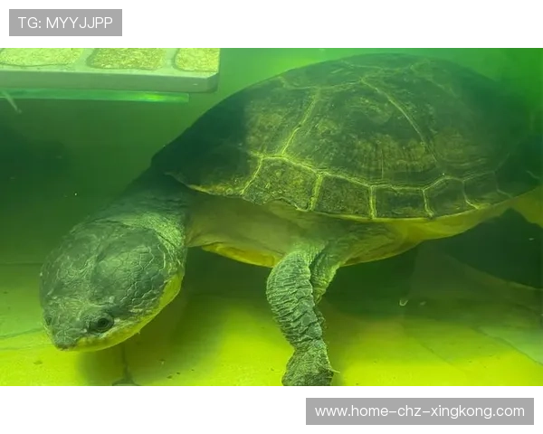 圭亚那打造乌龟运动特色文化节，圭亚那景点